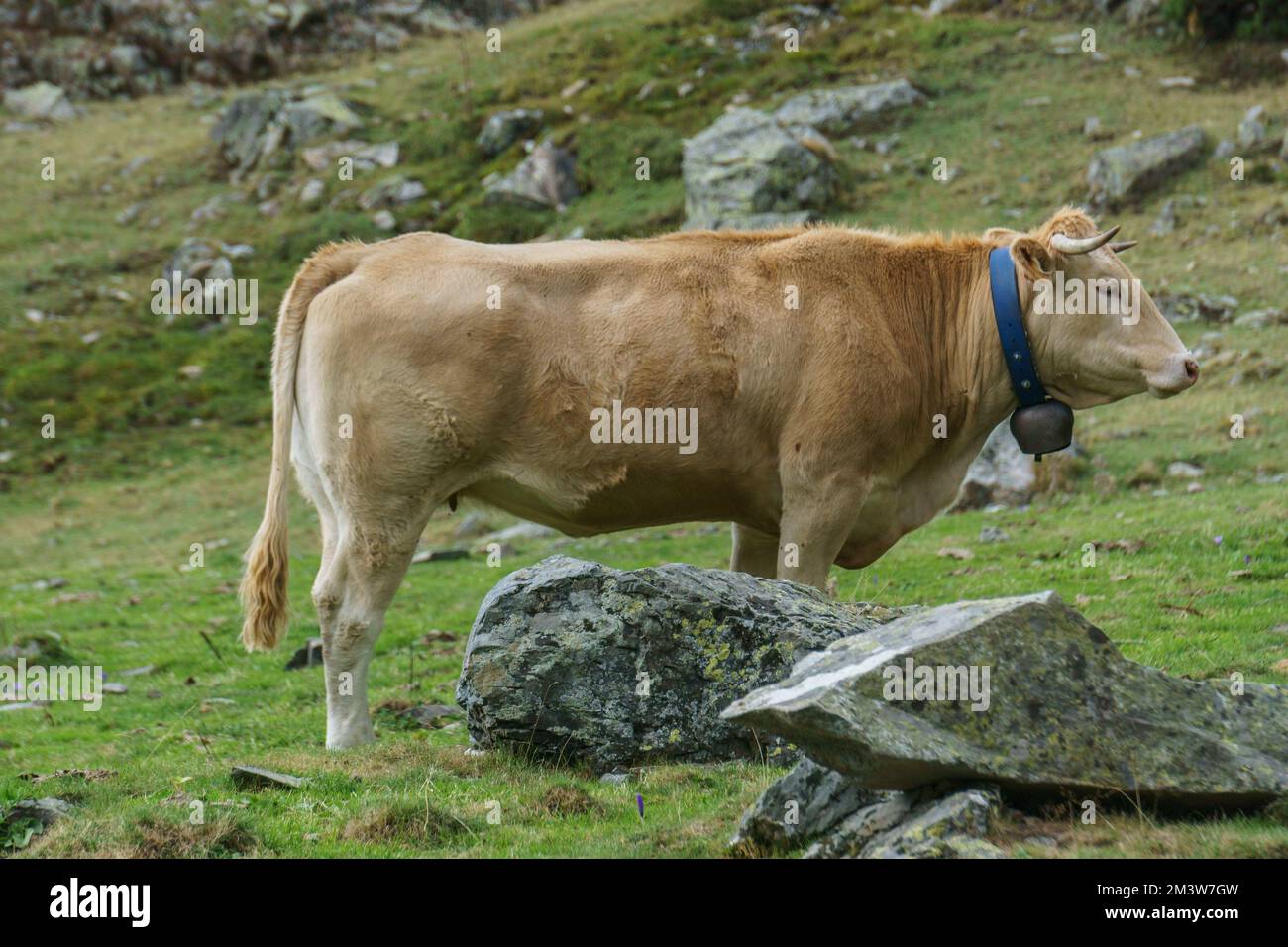 Glückliche Kuh, die auf einer grünen Bergwiese in den Pyrenäen steht Stockfoto