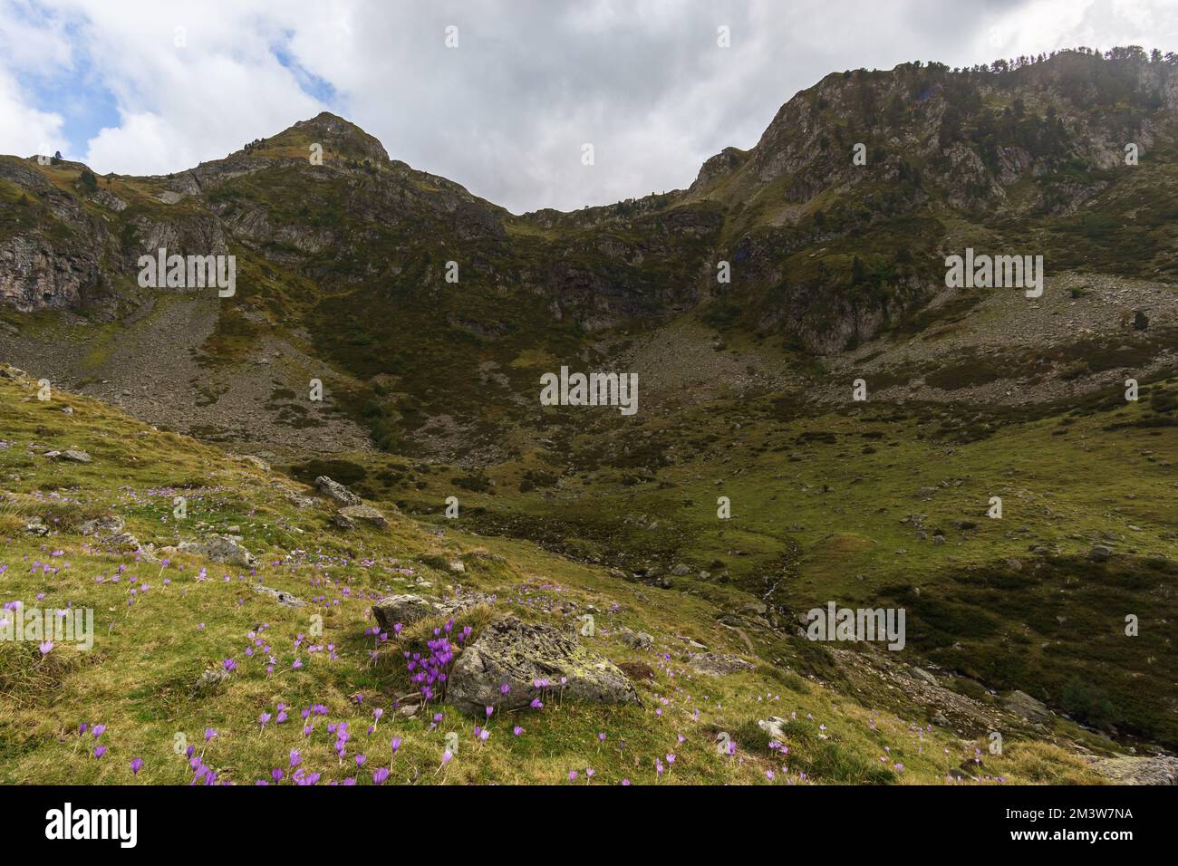 Wunderschöne pyrenäen-Berglandschaft mit Wildblumen Purple Autumn Crocus oder Crocus nudiflorus, Artouste, Nouvelle-Aquitaine Frankreich Stockfoto