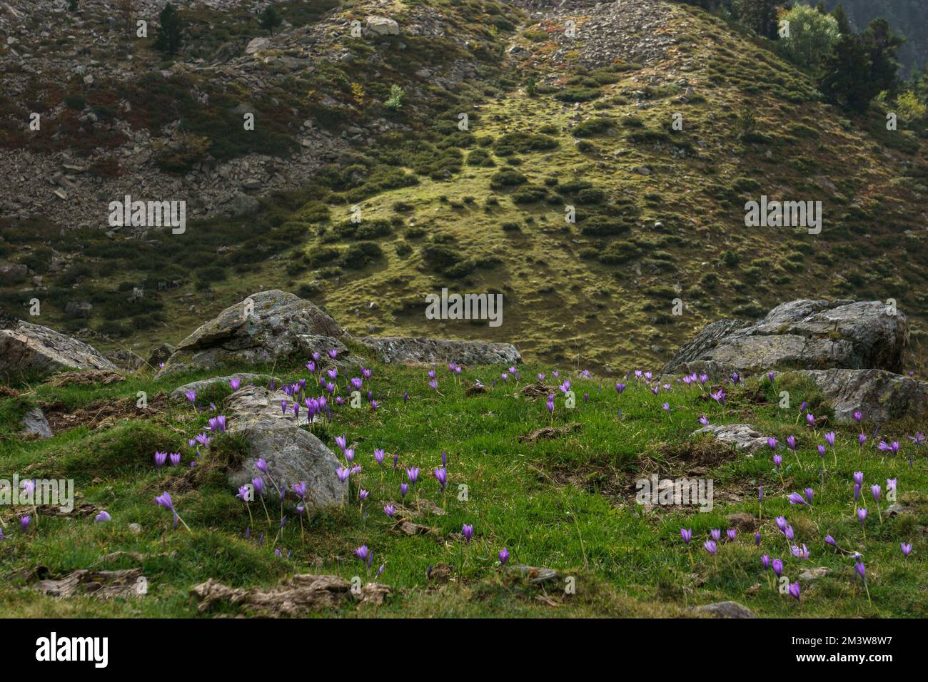 Wunderschöne pyrenäen-Berglandschaft mit Wildblumen Purple Autumn Crocus oder Crocus nudiflorus, Artouste, Nouvelle-Aquitaine Frankreich Stockfoto