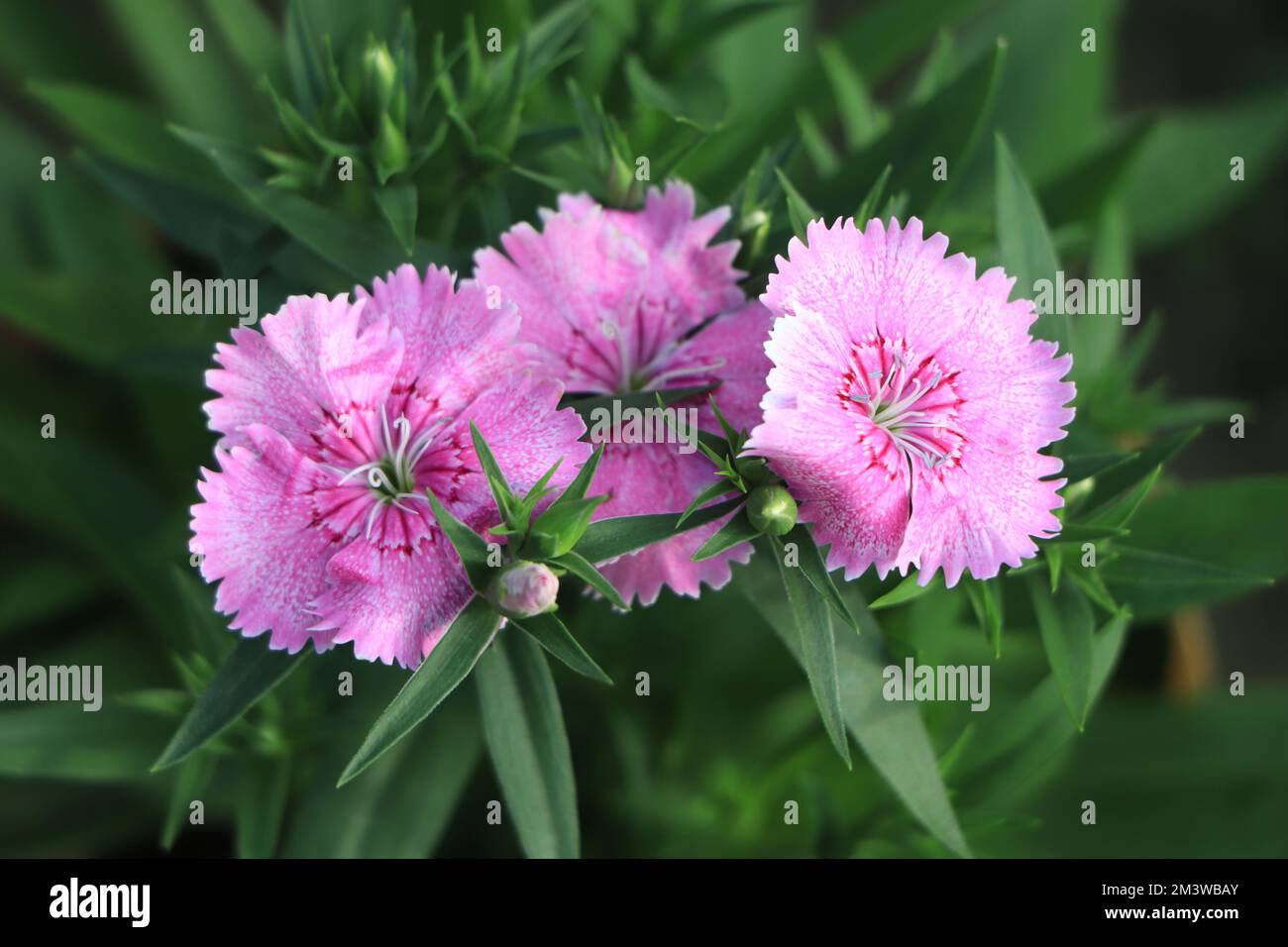 Ein Zweig aus leuchtend rosa Dianthus rosa küsst die Blume Stockfoto