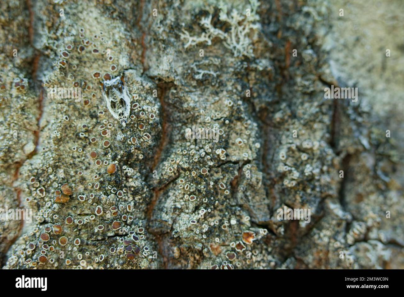 Blattrottenmotte (Ancylis laetana) Stockfoto