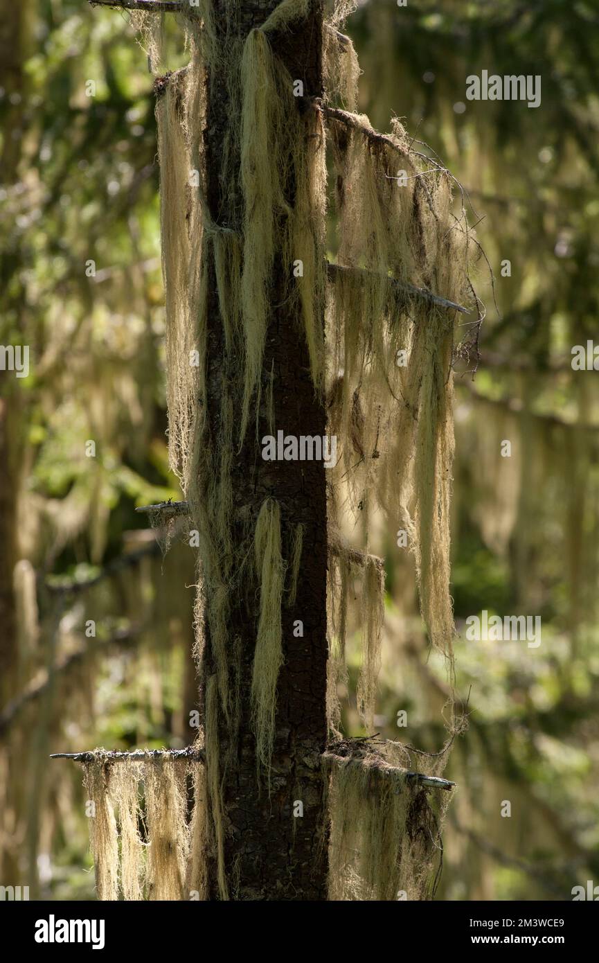 Methuselah’s Beard, auch bekannt als Old man’s Beard (Usnea longissima), wächst auf einer jungen Tanne in der Three Sisters Wilderness, Oregon. Stockfoto