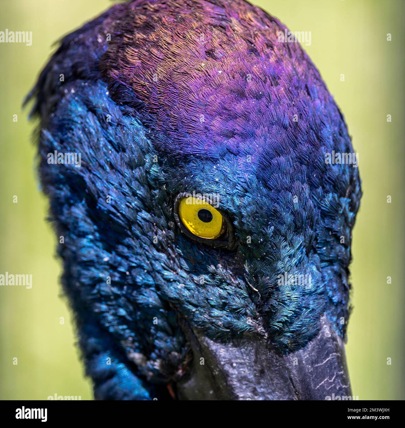 Nahaufnahme des irritierenden Kopfes und des lebendigen gelben Auges des australischen Jabiru-Vogels Stockfoto