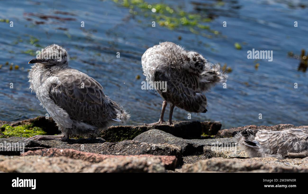 Nahaufnahme von Möwen im Hafen von Travemünde bei Tageslicht auf verschwommenem Hintergrund Stockfoto