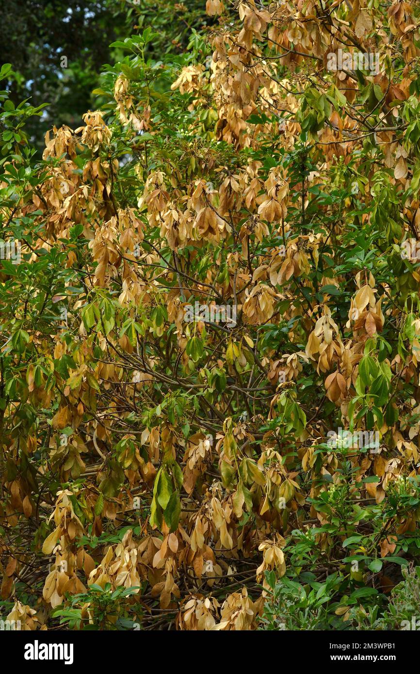 Mexikanische Orangenblüte, Choisya ternata Tote Äste und Blätter durch extreme Hitze und über 3 Monate Dürre infolge der Klimakrise 31/08/2022 Stockfoto