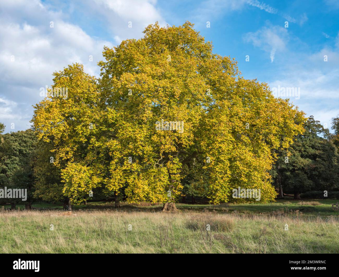 Herbstfarbe auf einer Eiche im Richmond Park, London, Großbritannien. Stockfoto