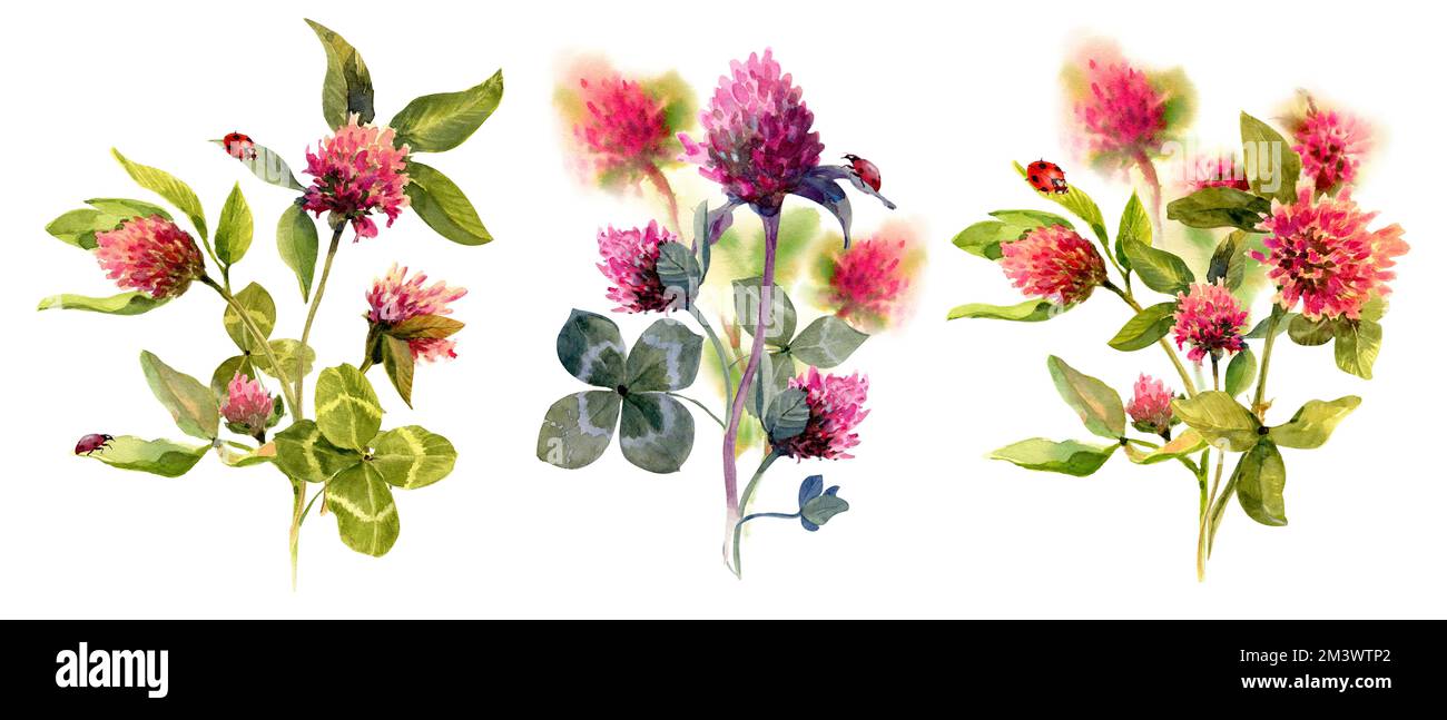 Wässrige Blumensträuße aus Klee, Blumensand isoliert auf weißem Hintergrund. Stockfoto