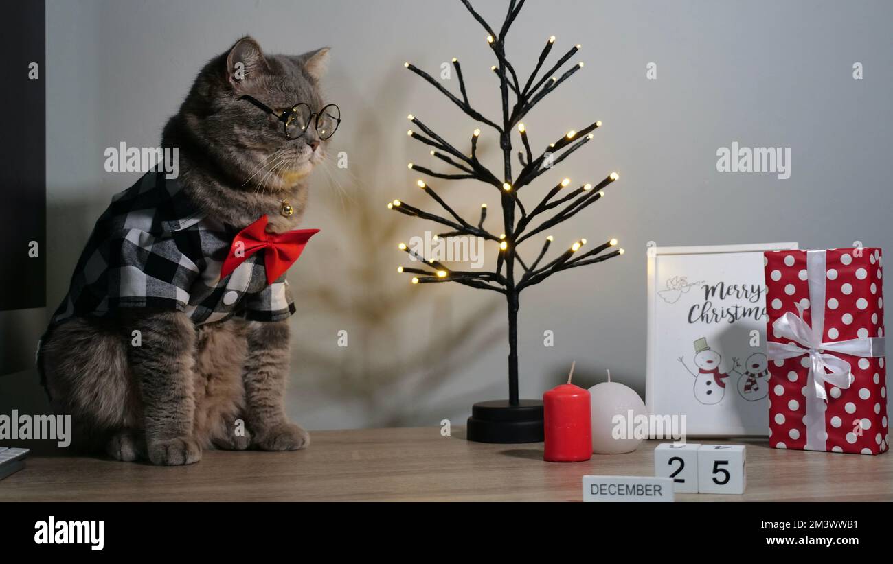 Die schottische, gerade graue Katze zu Hause auf dem Bett feiert ein frohes Weihnachten und Neujahr in einem Hemd und einer roten Krawatte, Gläser ein dekorativ dekorierter Weihnachtsbaum am 25. Dezember 2023. Stockfoto