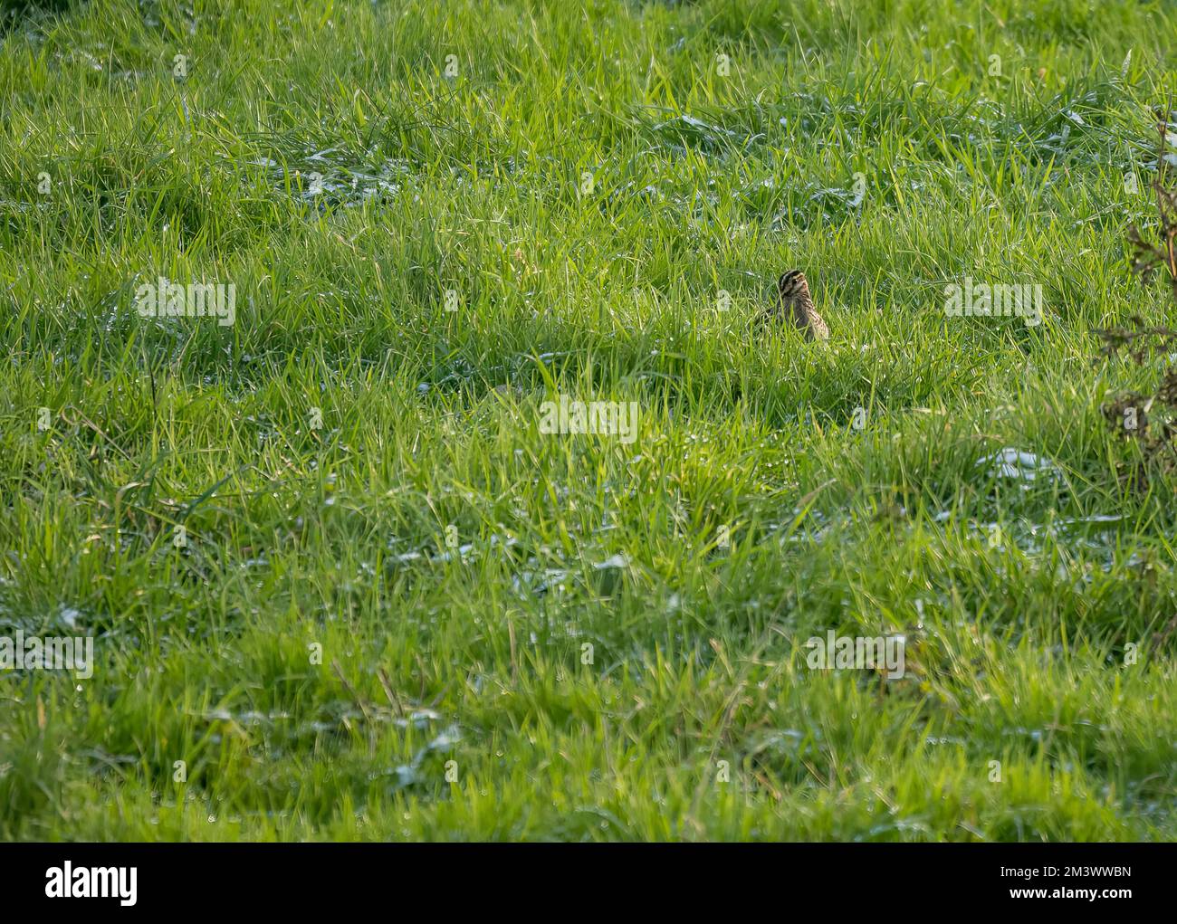 Ein gewöhnlicher Schnipsel (Gallinago gallinago), der einen kurzen Blick über das üppige grüne Wintergras wirft, Wiltshire UK Stockfoto