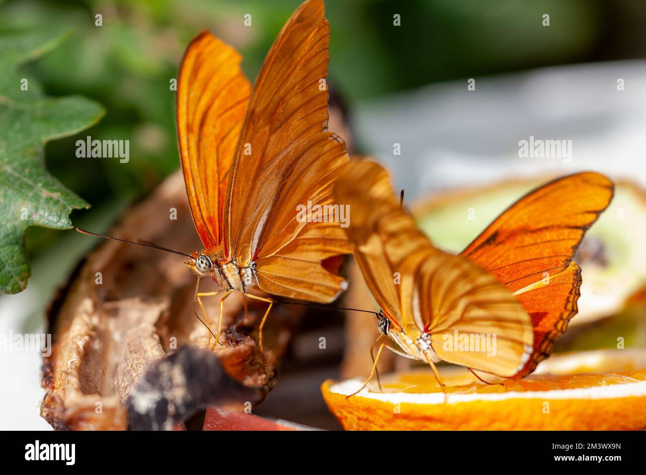 Ein paar Julia-Schmetterlinge, die sich in hellem Sonnenlicht auf Obstscheiben mit verschwommenem Hintergrund ernähren Stockfoto