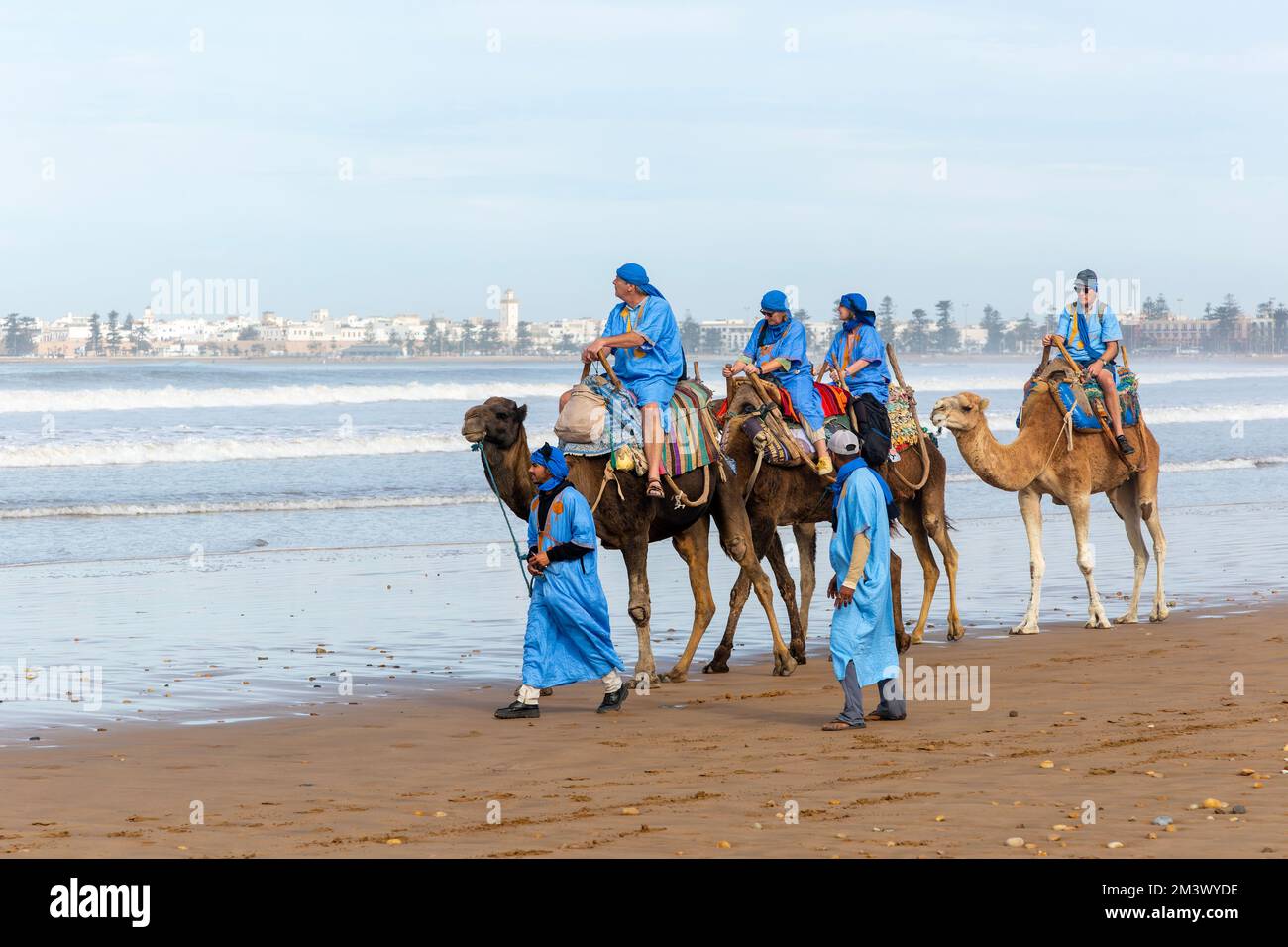 Touristen reiten auf Kamelen am Strand in blauen Beduinen-Bademänteln, Essaouira, Marokko, Nordafrika Stockfoto