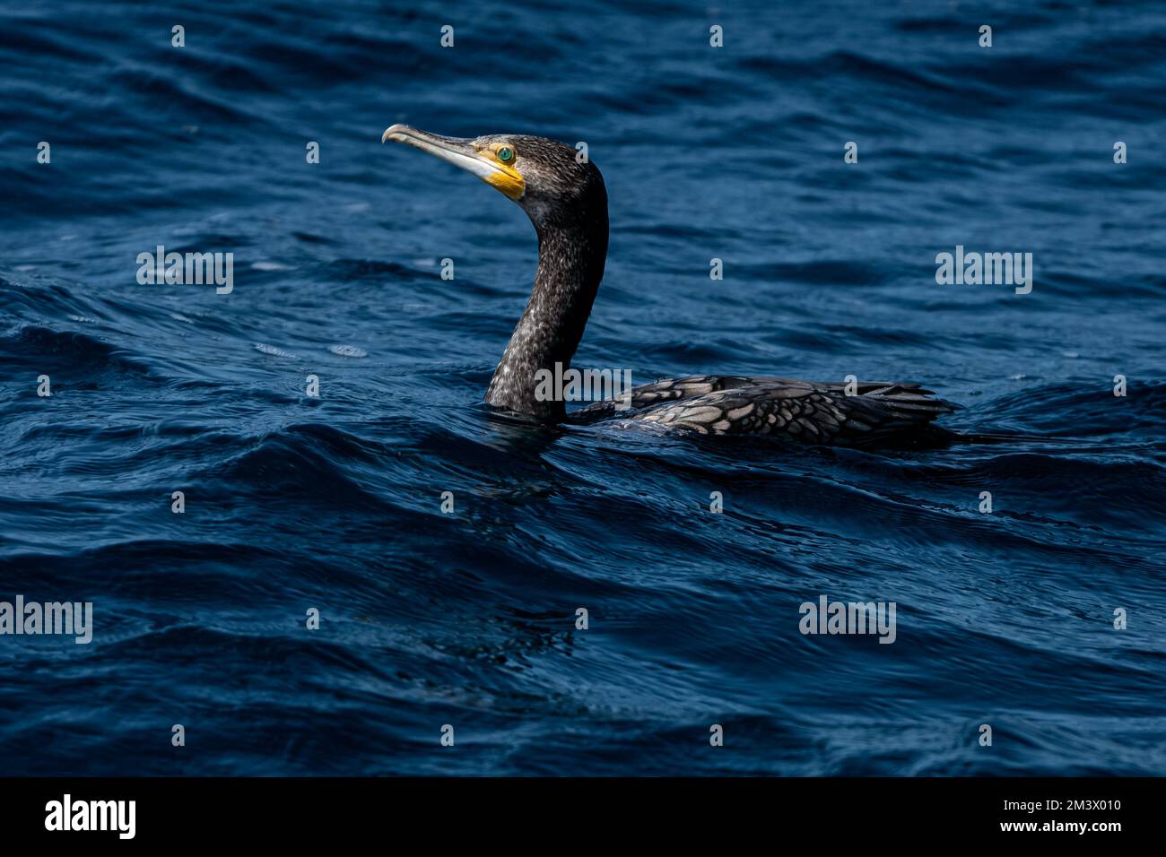 Großer Kormoran, der im Ozean forscht. Stockfoto