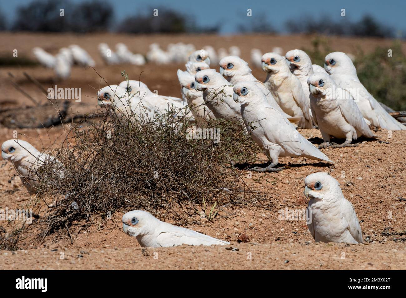 Eine Schar von kleinen Corellas, die sich am Boden ernähren. Stockfoto