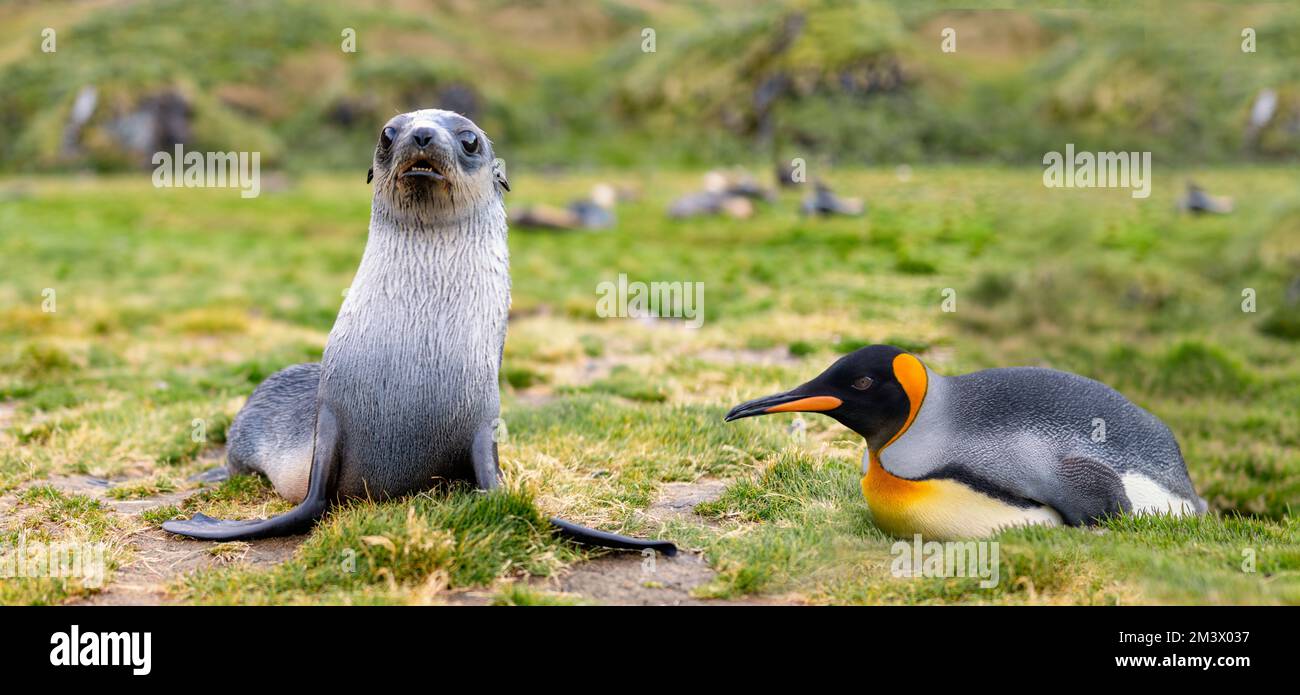 Naturparadies Südgeorgien - ein einzelner hübscher Königspinguin (APTENODYTES PATAGONICUS) liegt neben einem jungen antarktischen Seehundbaby (Arctocephalus ga) Stockfoto