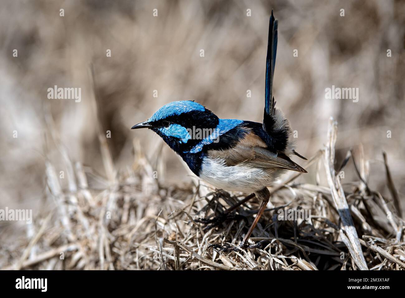 Wunderschöne Superb Fairy Wren in ihrem Lebensraum. Stockfoto