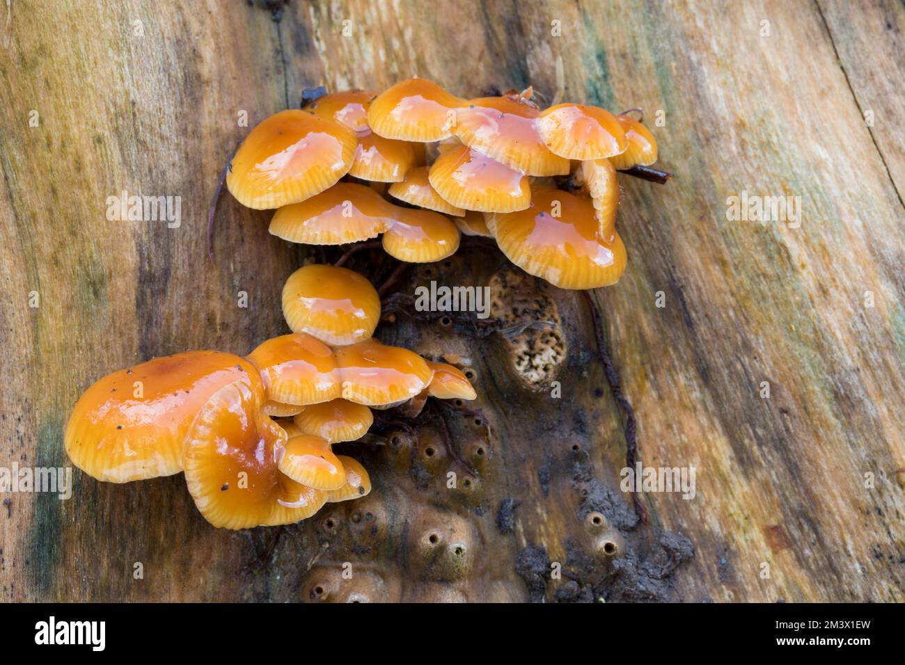 Samtiger Schaftpilz (Flammulina velutipes) Fruchtkörper an einem Elternstumpf (Sambucus nigra). Powys, Wales. Februar. Stockfoto