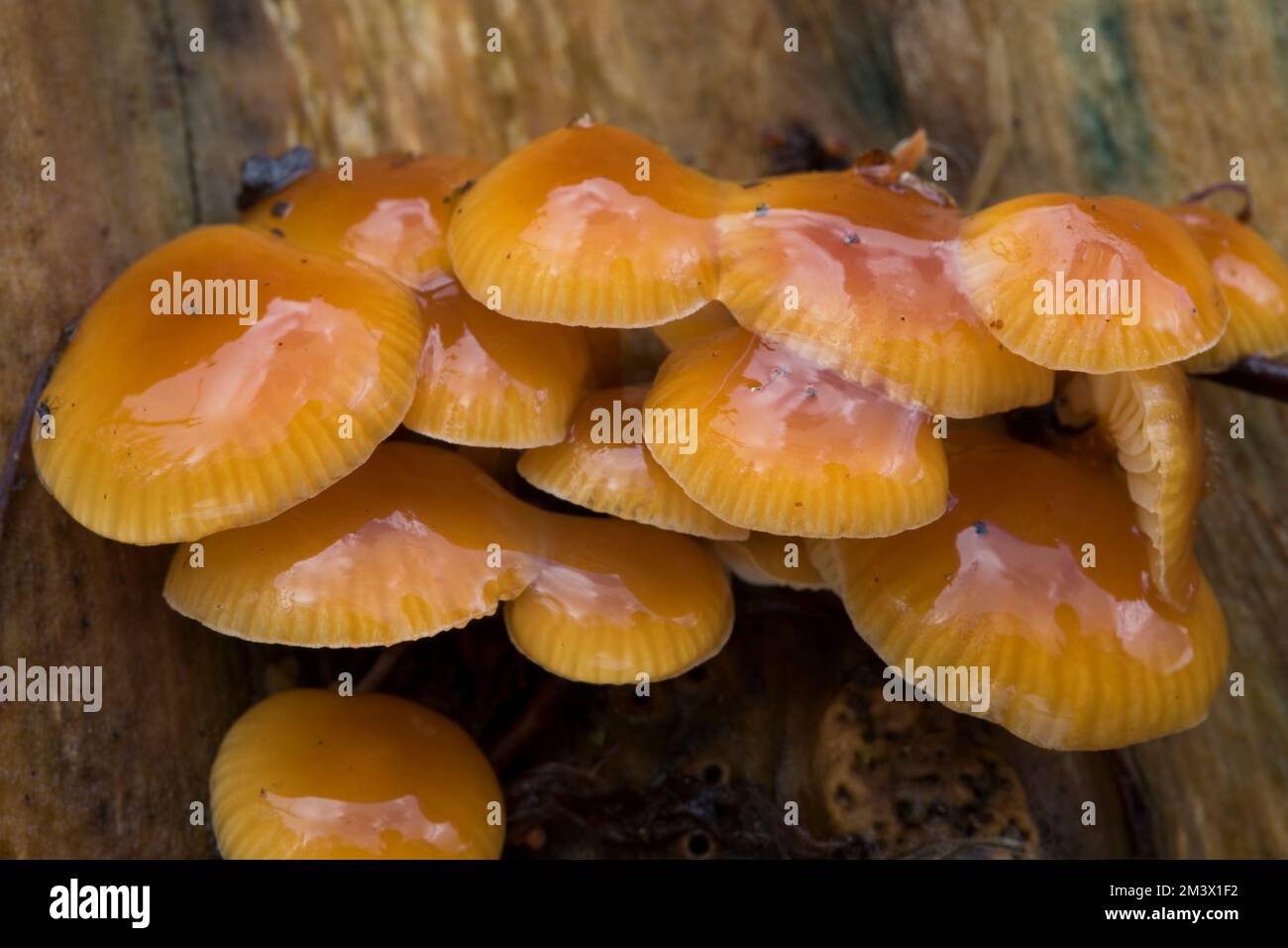 Samtiger Schaftpilz (Flammulina velutipes) Fruchtkörper an einem Elternstumpf (Sambucus nigra). Powys, Wales. Februar. Stockfoto