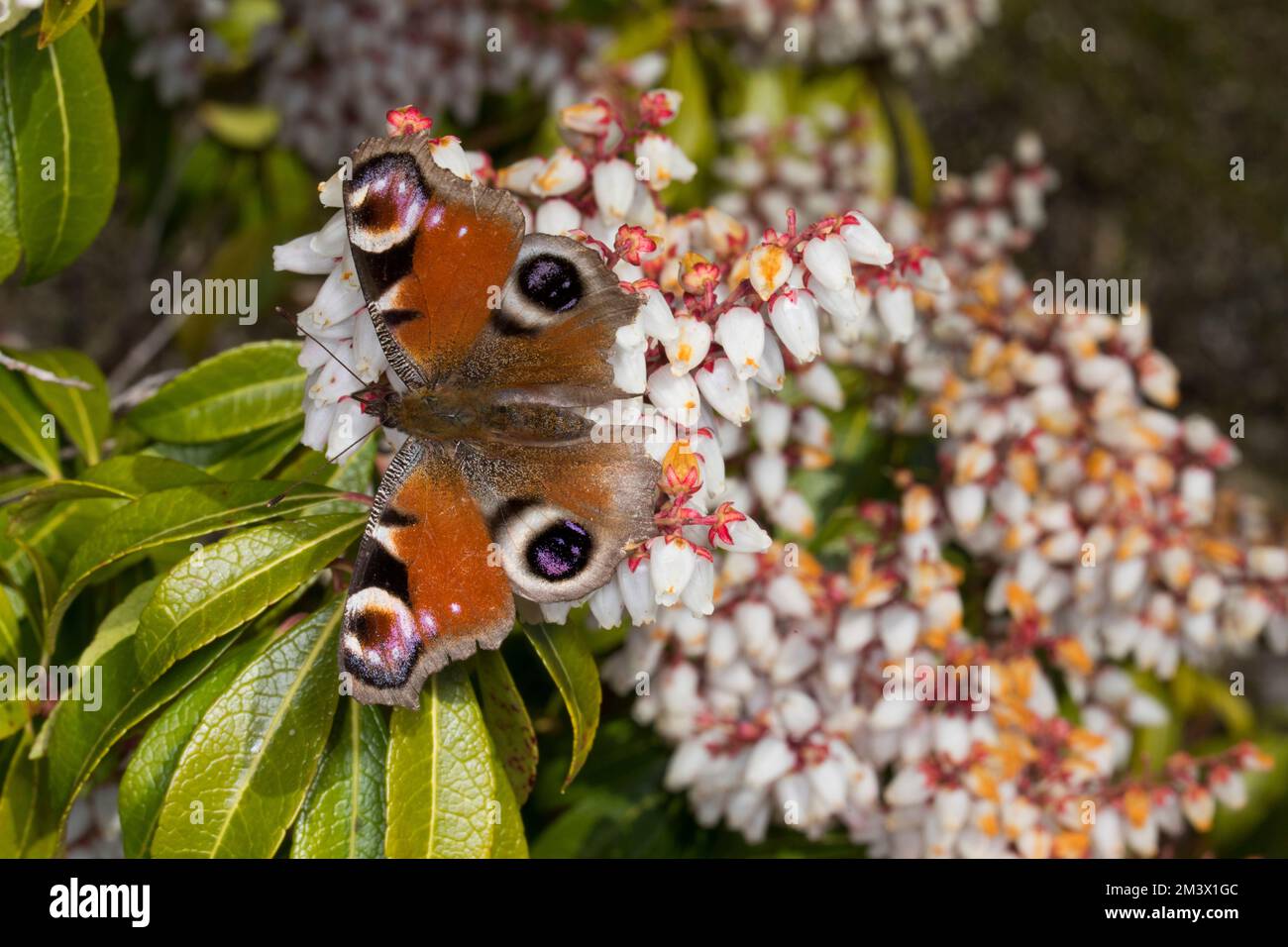 Peacock Butterfly (Aglaiis io) – Erwachsenenfütterung von Pieris japonica-Blumen in einem Garten im Frühling. Powys, Wales. März. Stockfoto