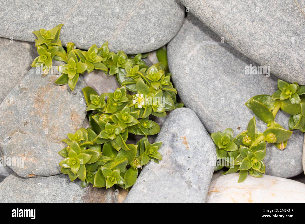 Seesandwürze (Honckenya peploides), die auf einem Kieselstrand blühen. Aber Dysynni, Gwynedd, Wales. April. Stockfoto