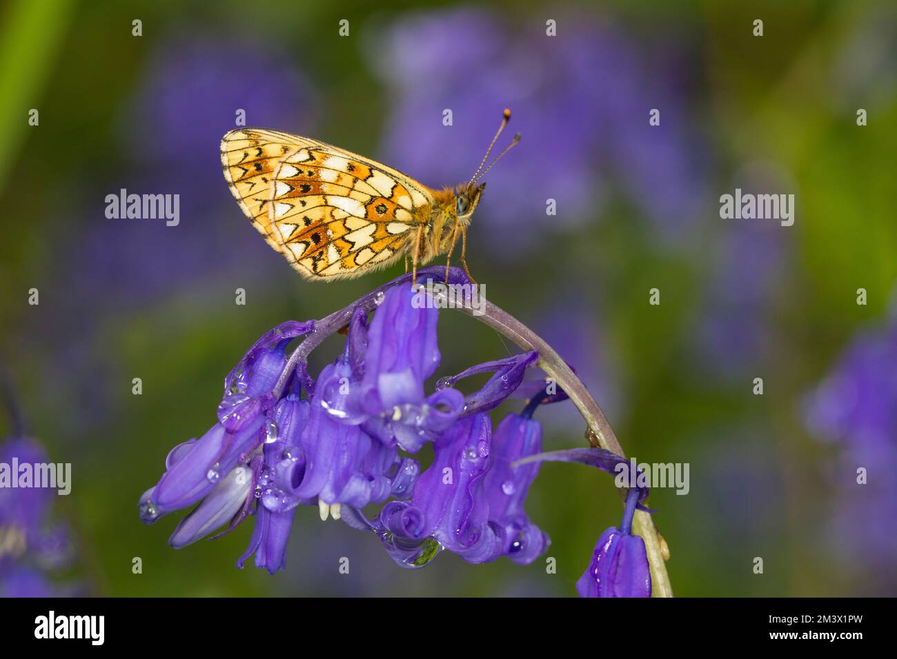 Kleiner, perlenbesetzter Fritillar-Schmetterling (Boloria selene), der auf einer Blume von Bluebell (Hyacinthoides non-scripta) ruht. Powys, Wales. Mai. Stockfoto