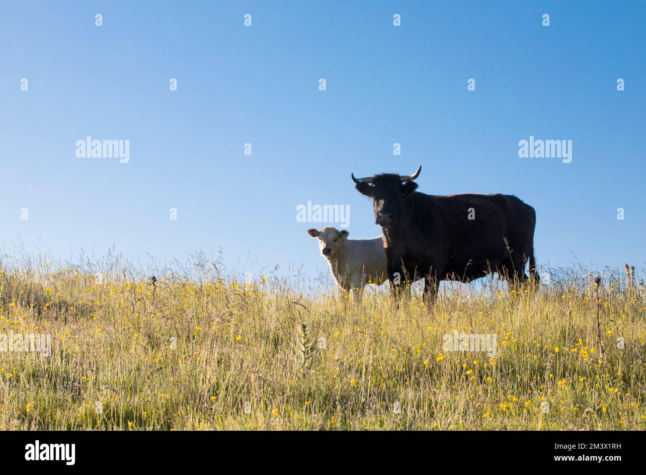 Welsh Black Mutterkuh und Kreuzkalb auf einem Bio-Betrieb. Powys, Wales. Juni. Stockfoto