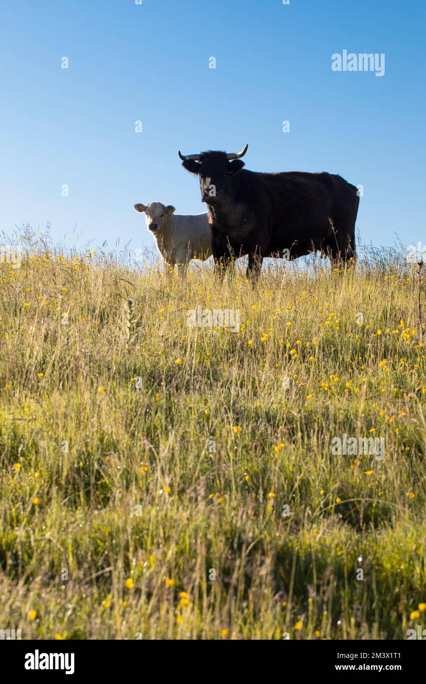 Welsh Black Mutterkuh und Kreuzkalb auf einem Bio-Betrieb. Powys, Wales. Juni. Stockfoto