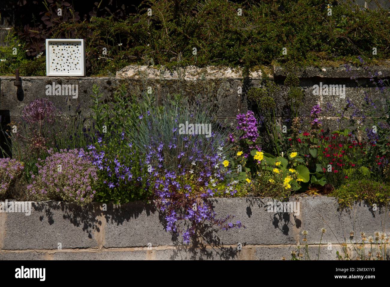 Garten mit einem erhöhten „mediterranen“ Bett und einem Block für Bienennester. Stockfoto