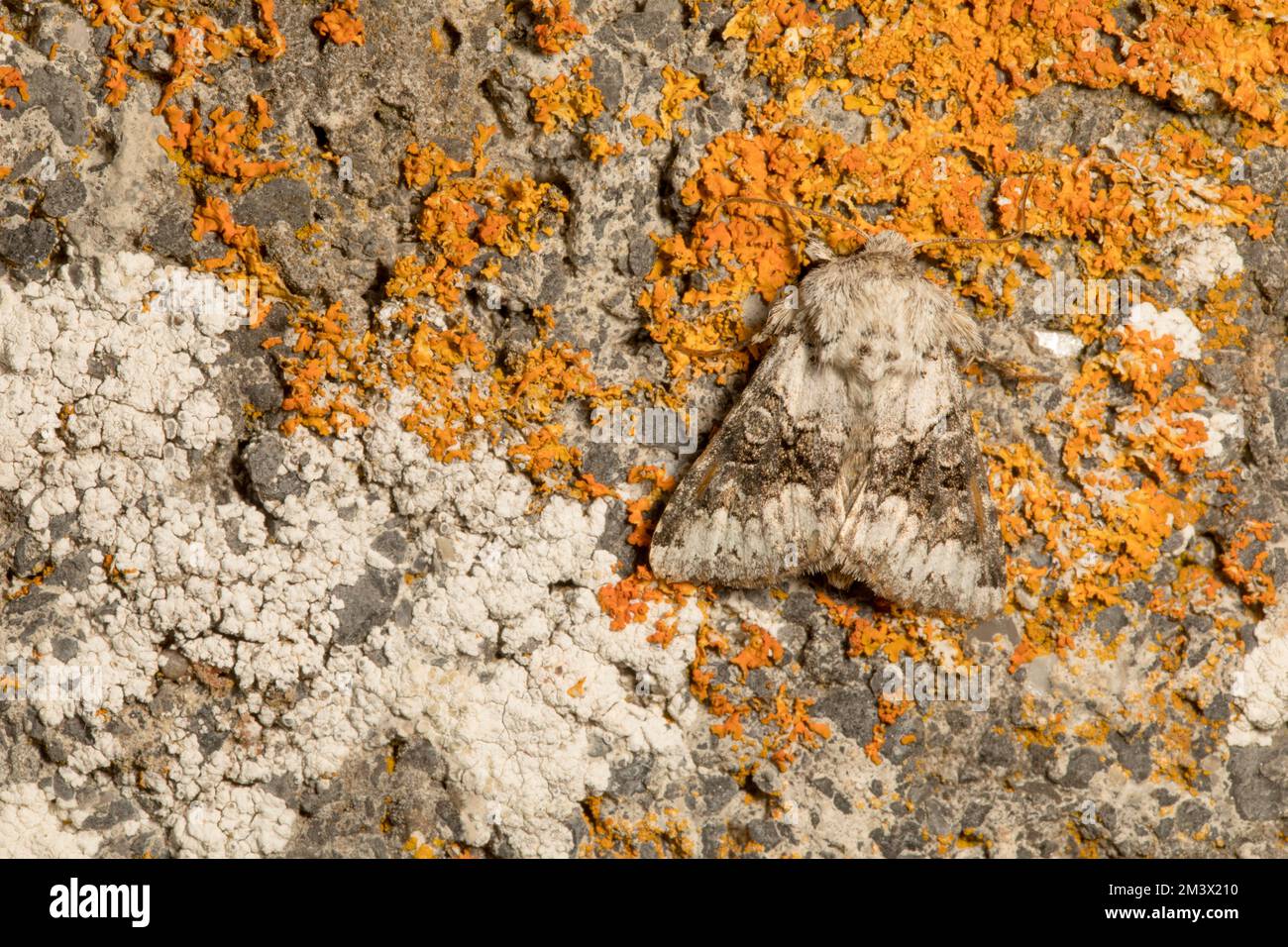 Weiße Motte (Hecatera bicolorata), die auf einer mit Flechten bedeckten Wand ruht. Powys, Wales. Juli. Stockfoto