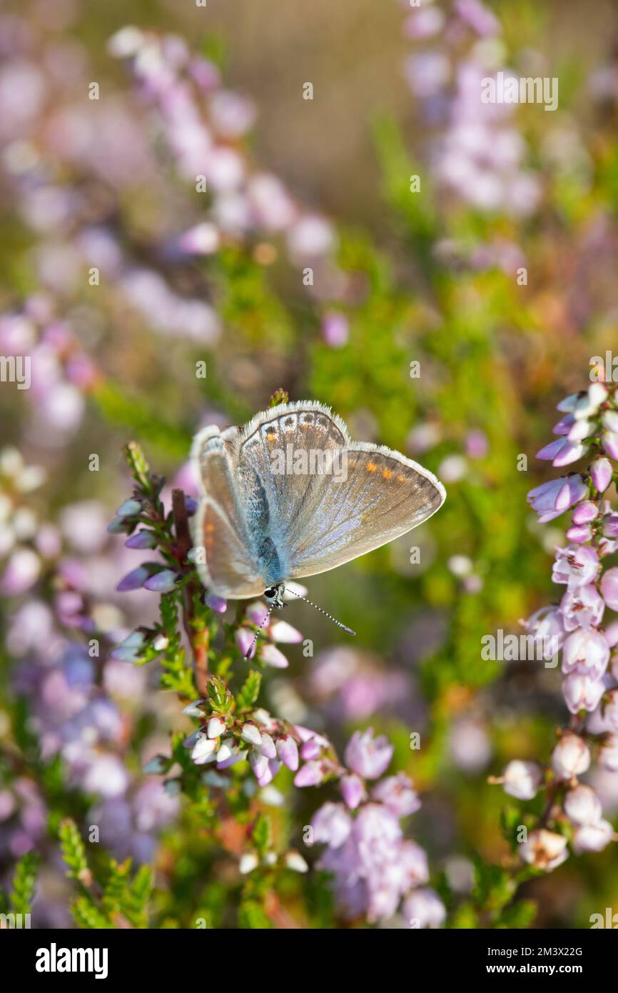 Blauer Schmetterling (Polyommatus icarus) weibliche Fütterung von Heather (Calluna vulgaris). Powys, Wales. August. Stockfoto