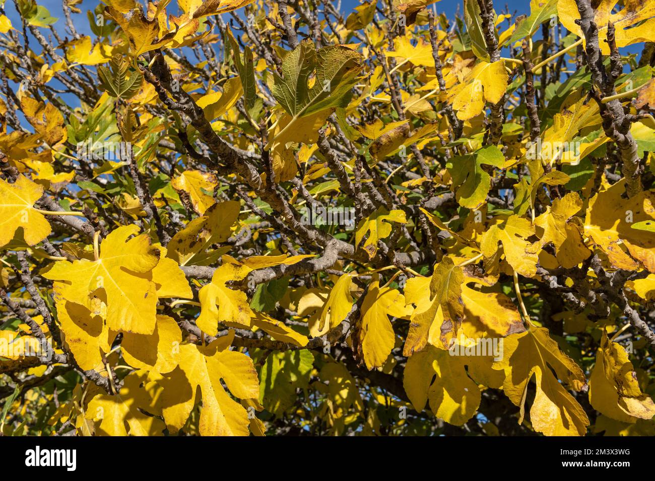 Nahaufnahme der Blätter eines Feigenbaums, Ficus carica, in der Herbstsaison mit gelblichen Farbtönen. Insel Mallorca, Spanien Stockfoto