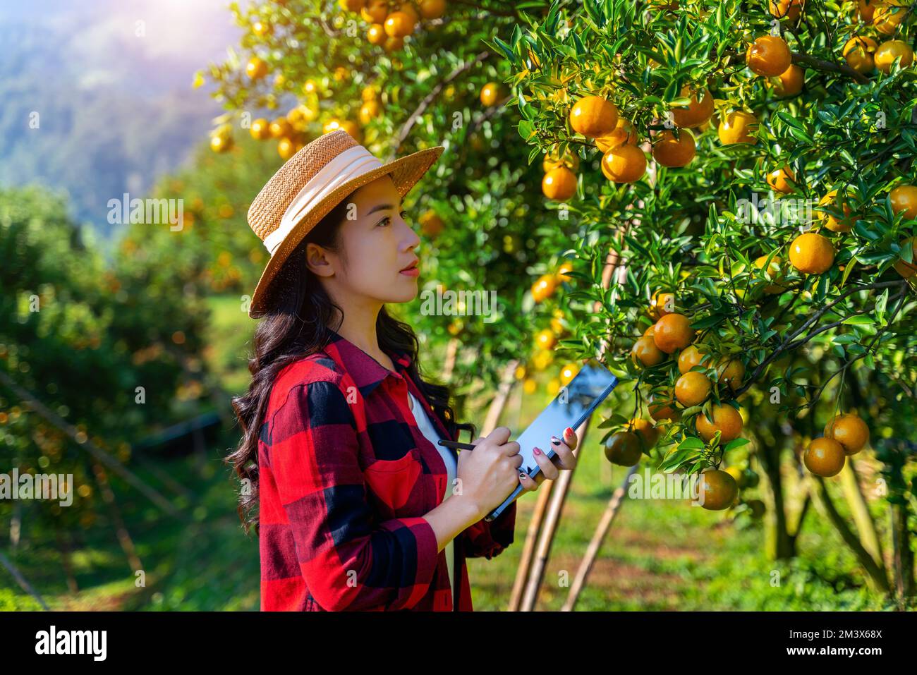 Asiatische Landwirtin bei der Arbeit und Qualitätskontrolle von organischen Orangenfrüchten im Orangengarten. Agrarindustrie mit Technologiekonzept. Intelligente Farm. Stockfoto