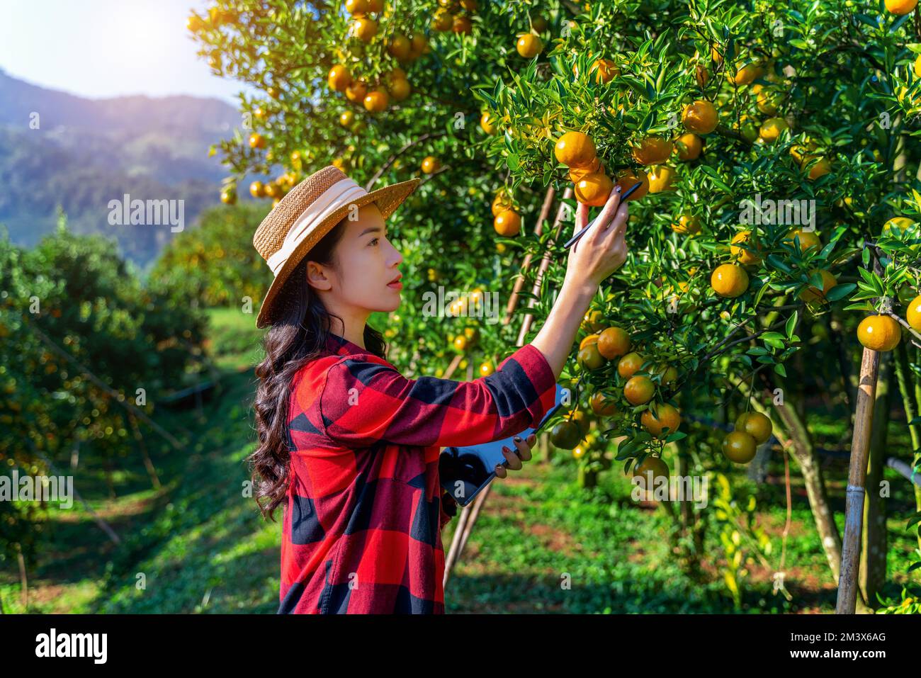 Asiatische Landwirtin bei der Arbeit und Qualitätskontrolle von organischen Orangenfrüchten im Orangengarten. Agrarindustrie mit Technologiekonzept. Intelligente Farm. Stockfoto