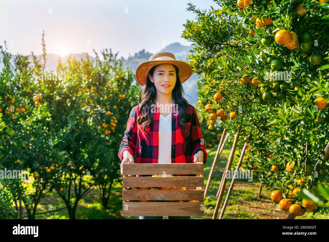 Eine glückliche Farmerin trägt einen Holzkorb mit reifer Bio-Orange. Stockfoto