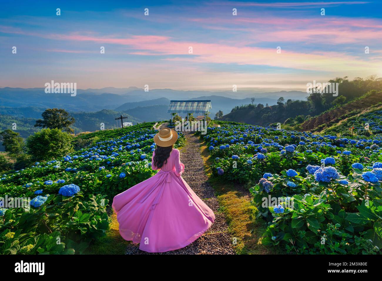 Hübsches Mädchen, das blühende blaue Hortensien im Garten genießt, Chiang Rai, Thailand. Stockfoto