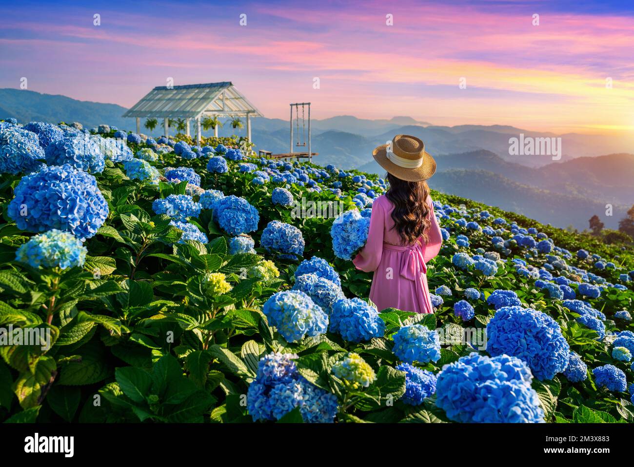 Hübsches Mädchen, das blühende blaue Hortensien im Garten genießt, Chiang Rai, Thailand. Stockfoto
