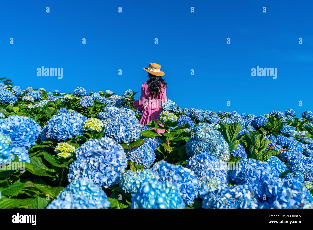 Wunderschönes Mädchen, das blühende blaue Hortensien im Garten genießt. Stockfoto