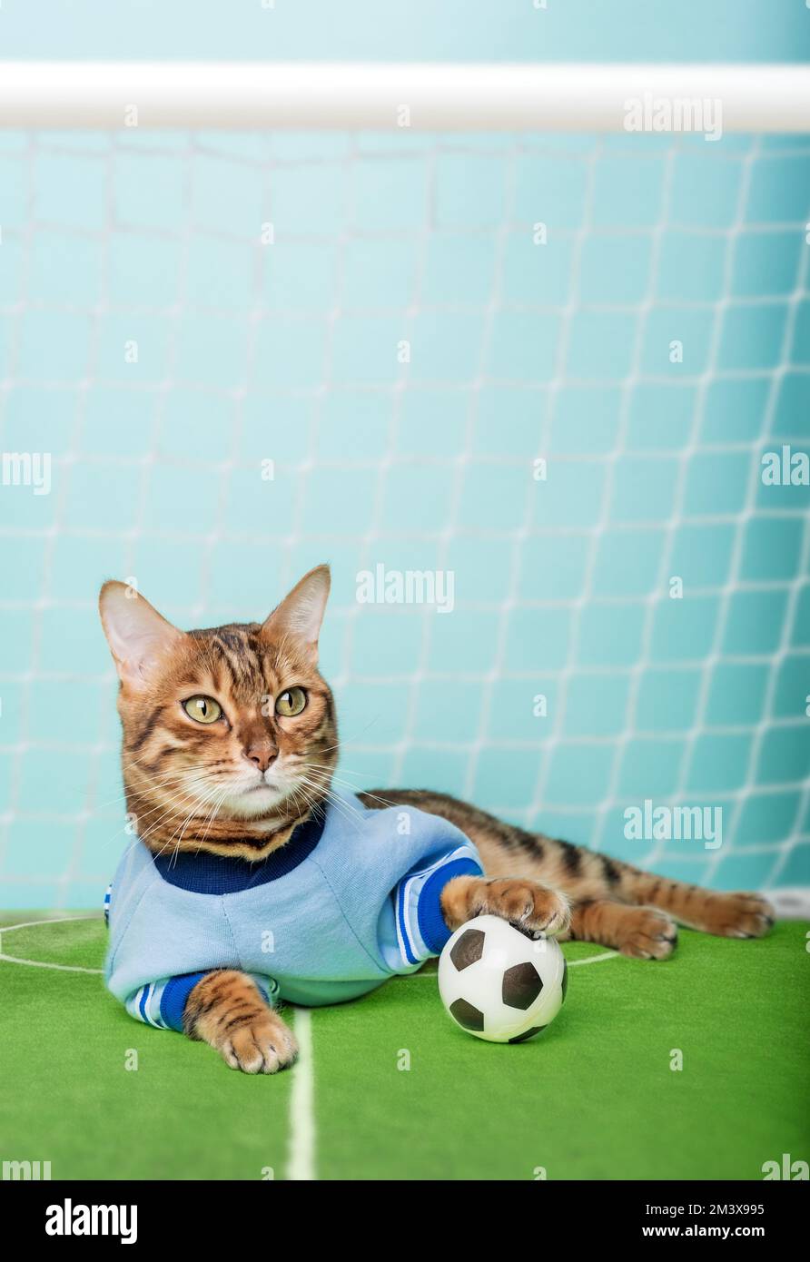 Die bengalische Katze mit einem Fußball sitzt auf dem Fußballfeld in der  Nähe des Tores. Die Katze ist Torwart Stockfotografie - Alamy