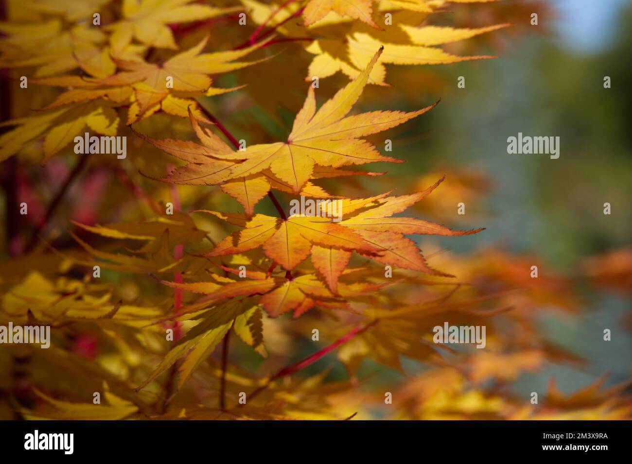 Herbstlaub von Ahorn mit Korallenrinde Acer palmatum Sango-kaku im britischen Garten Oktober Stockfoto