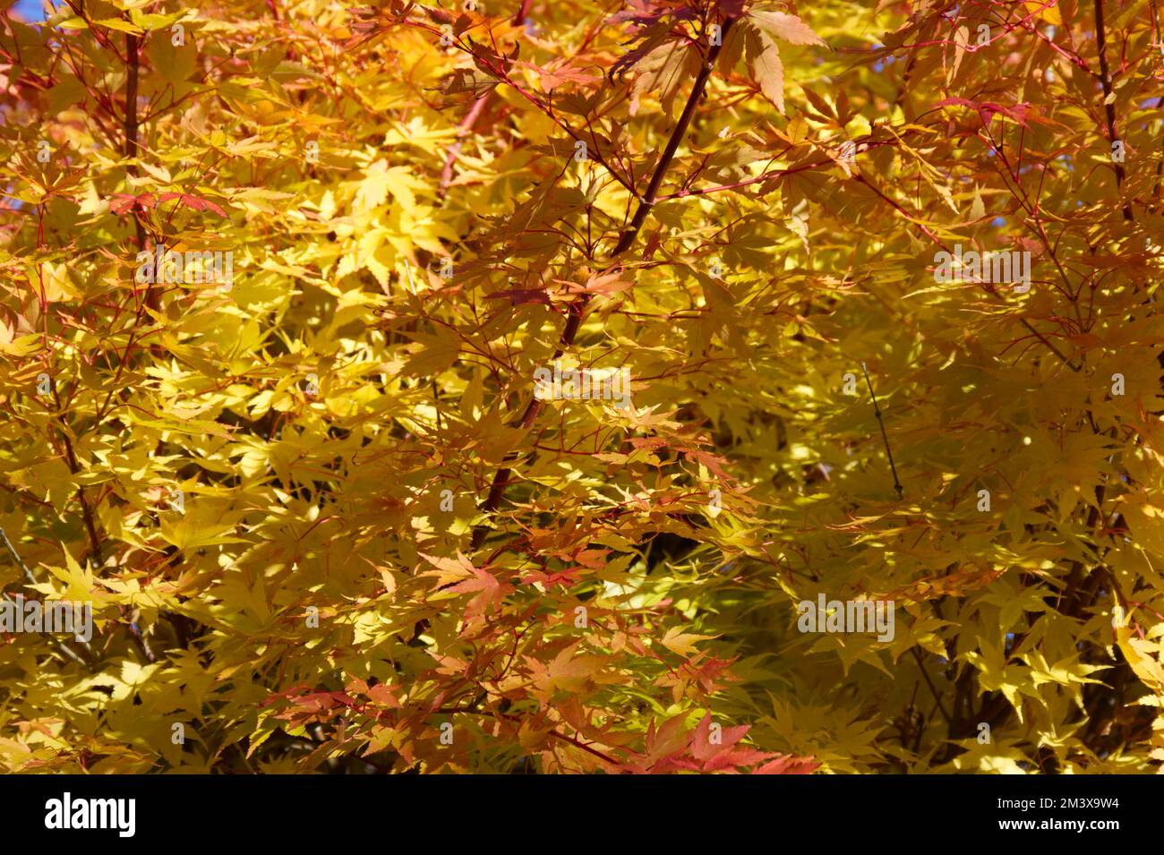Herbstlaub von Ahorn mit Korallenrinde Acer palmatum Sango-kaku im britischen Garten Oktober Stockfoto