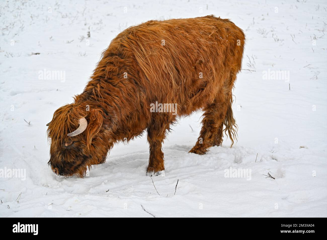 Higland-Rinder in Schneekumla Schweden Stockfoto