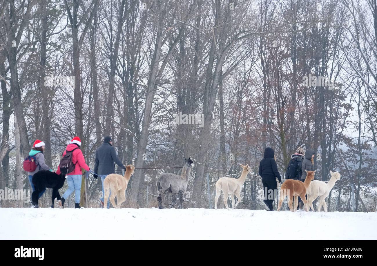 Wermsdorf, Deutschland. 17.. Dezember 2022. Teilnehmer einer Alpaka-Wanderung mit den Tieren an einem Wald vorbei. Ein Alpaka-Zuchtbetrieb bietet diese Art von Freizeitaktivität das ganze Jahr über. Die Tiere stammen ursprünglich aus Südamerika und sind mit Kamelen verwandt und liefern wertvolle Wolle. Kredit: Sebastian Willnow/dpa/ZB/dpa/Alamy Live News Stockfoto