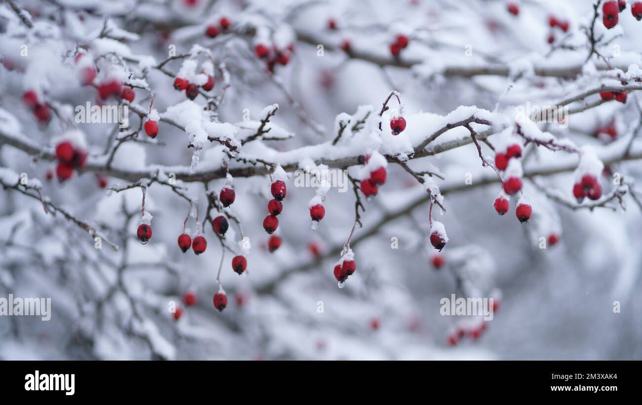 Schneebedeckte Strauchzweige mit roten gefrorenen Beeren in dünner Eiskruste nach Winterbeginn Stockfoto