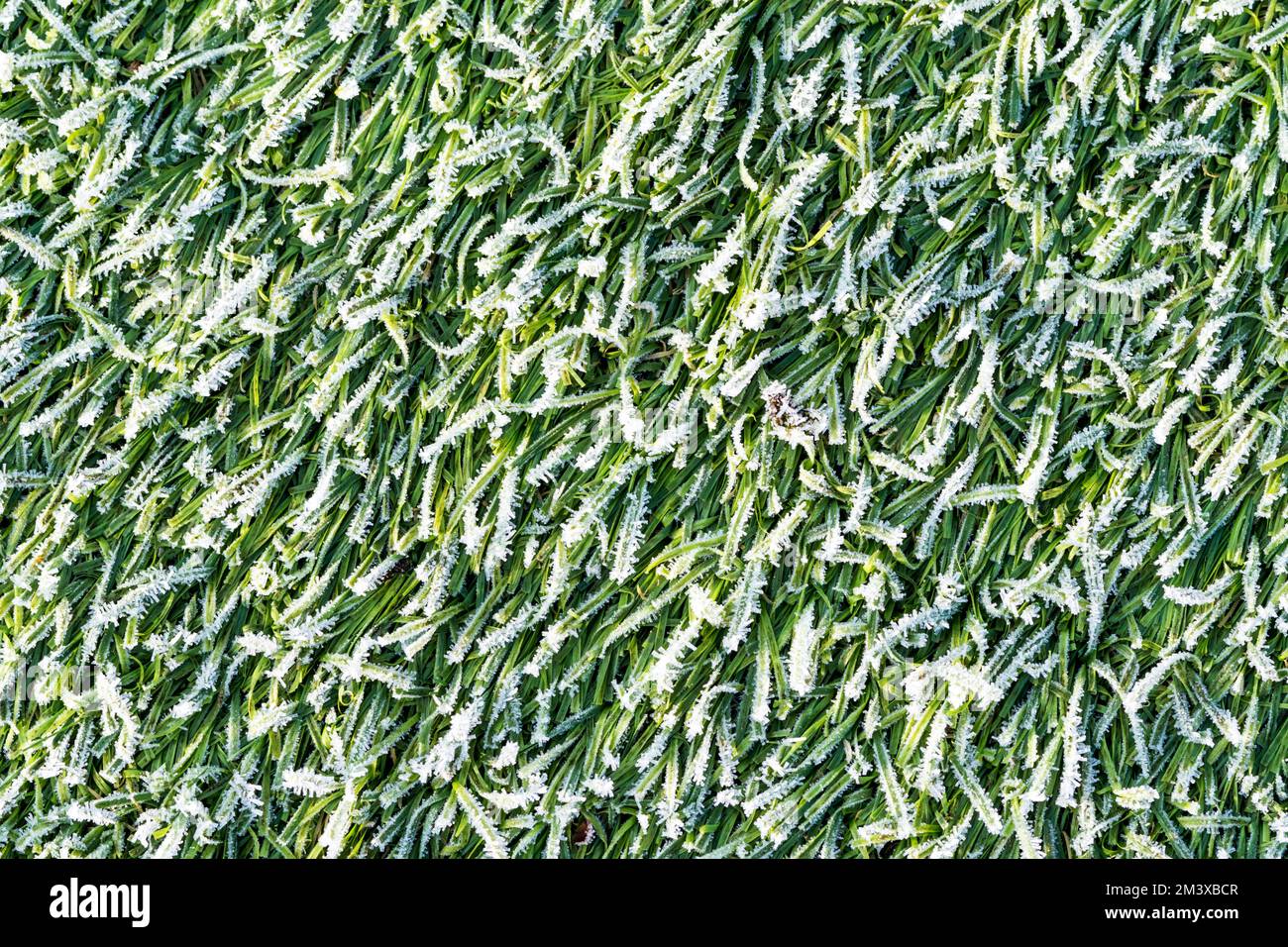 Frost auf gefrorenem Kunstrasen oder Astro-Rasen. Stockfoto