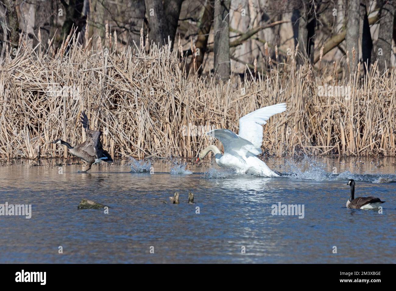 Ein stummer Schwan greift eine Gans an, indem er sich ihrem Nest nähert. Stockfoto