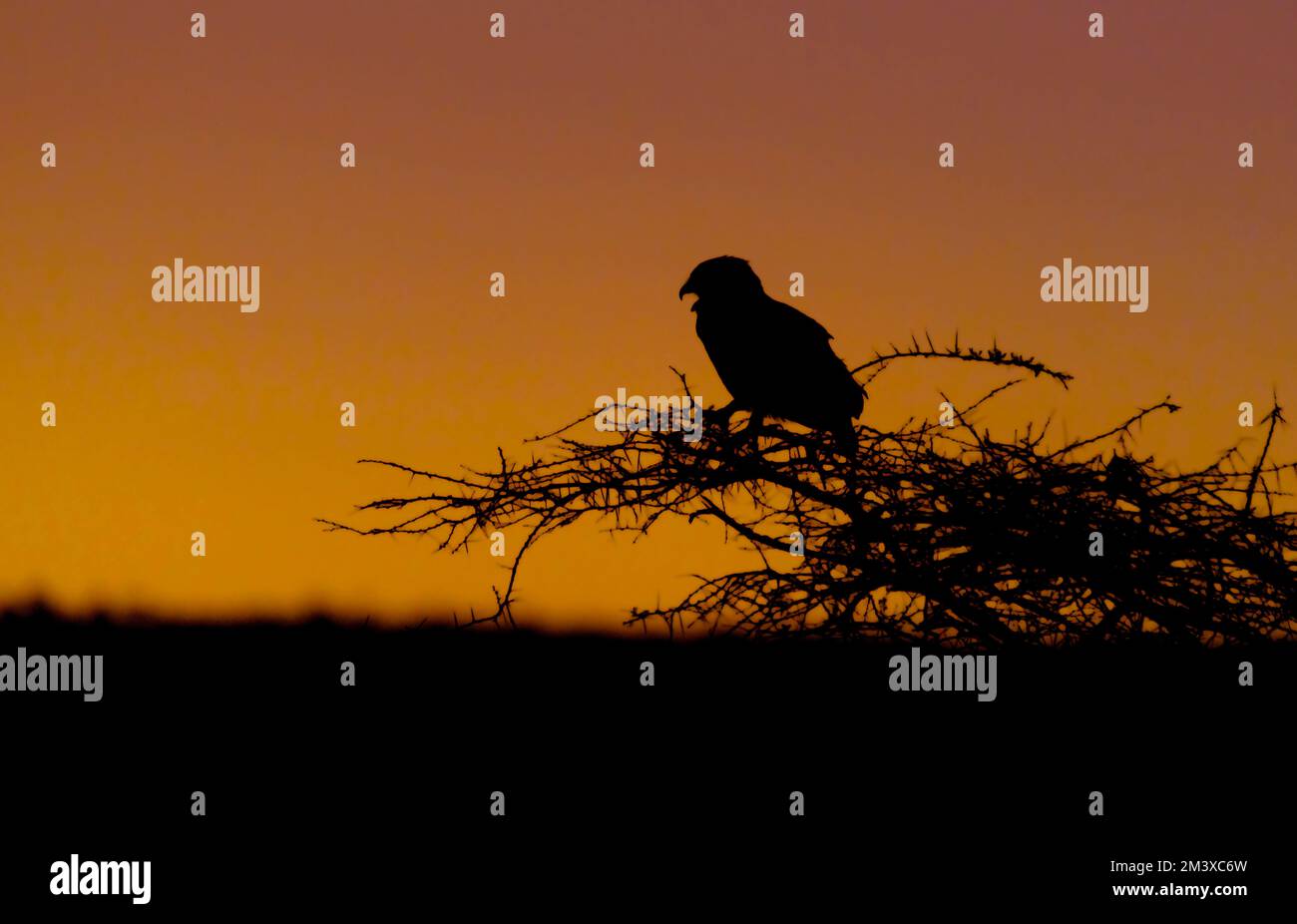 Eine Eule in Silhuette. Zimanga, Südafrika. Stockfoto