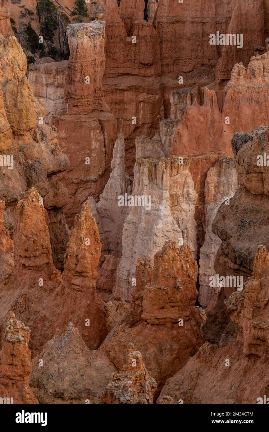 Hoodoos stapelten sich aufeinander und erbauten ein überfülltes Amphitheater im Bryce Canyon Stockfoto