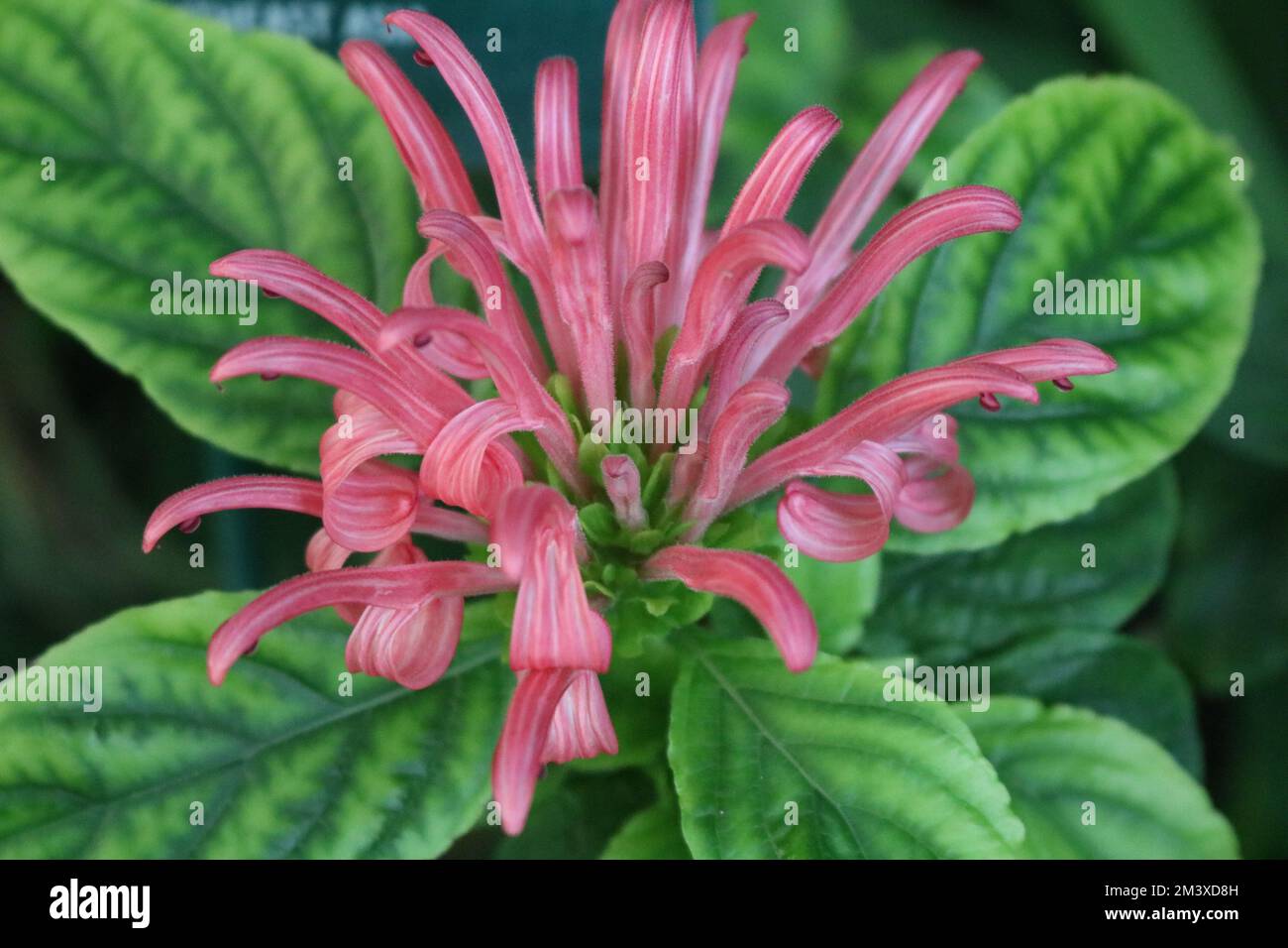 Justicia atropurpurea Acanthaceae Purple Flower Stockfoto