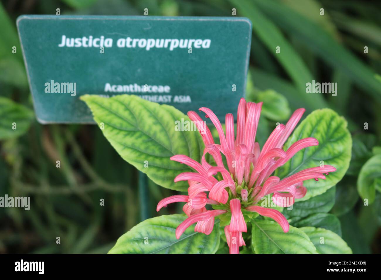 Justicia atropurpurea Acanthaceae Purple Flower Stockfoto