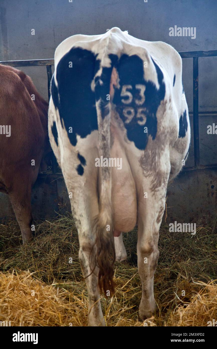 Nahaufnahme einer Kuh Stockfoto