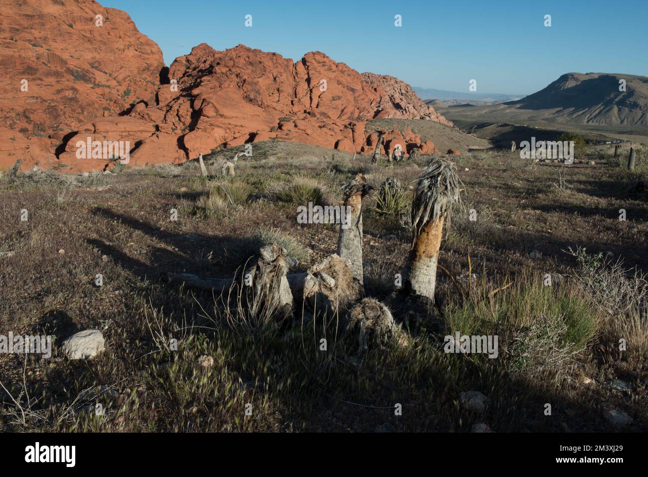 Die farbenfrohe Landschaft der Red Rock National Conservation Area in der Nähe von Las Vegas, Nevada, USA. Stockfoto